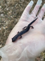 Plethodon wehrlei