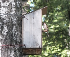 Passer montanus