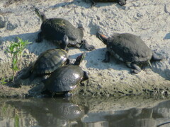 Trachemys scripta elegans