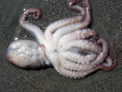 Enteroctopus