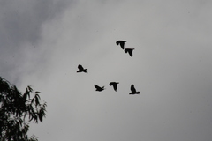 Amazona leucocephala