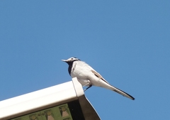 Motacilla alba personata