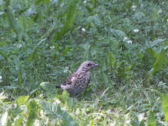 Turdus pilaris