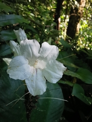 Ruellia proxima