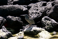 Butorides striata sundevalli