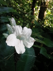 Ruellia proxima