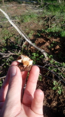 Melanomphalia omphaliopsis