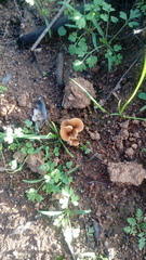 Melanomphalia omphaliopsis