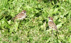 Passer montanus