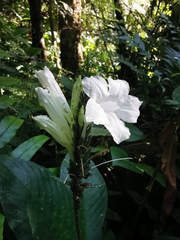 Ruellia proxima
