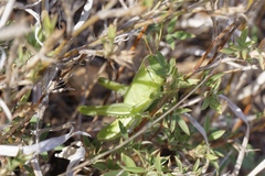 Austracris basalis