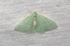 Nemoria glaucomarginaria