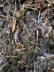Phengodes laticollis