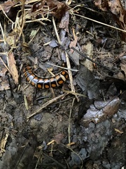 Phengodes laticollis