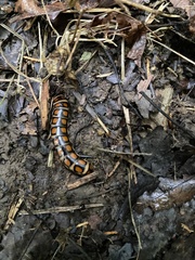 Phengodes laticollis