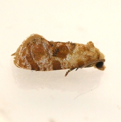 Cochylichroa