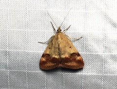 Pyrausta semirubralis