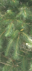 Pinus morrisonicola