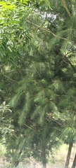 Pinus morrisonicola