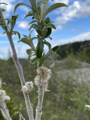 Salix alaxensis