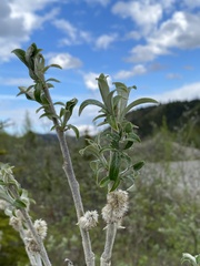 Salix alaxensis