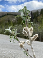 Salix alaxensis