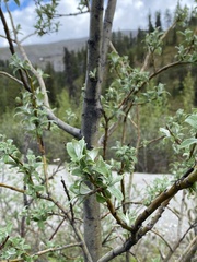 Salix alaxensis