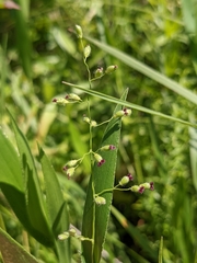 Dichanthelium leibergii