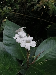 Ruellia proxima