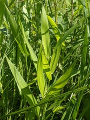 Dichanthelium leibergii