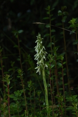 Brachystele unilateralis