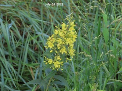 Lysimachia davurica