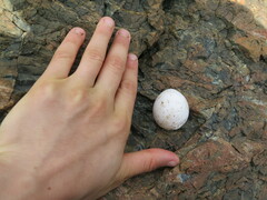 Todiramphus sanctus vagans