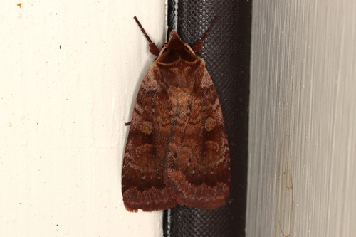 Lycophotia Moth photo 3