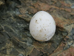 Todiramphus sanctus vagans