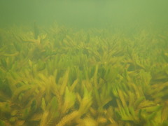 Ceratophyllum