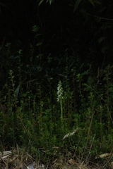 Brachystele unilateralis