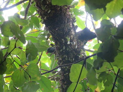 Hemiphaga chathamensis