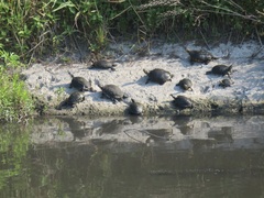 Trachemys scripta elegans