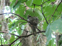 Rhipidura fuliginosa penita