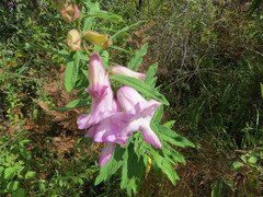 Pedaliaceae