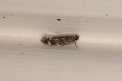 Glauce pectenalaeella