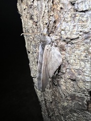 Lapara coniferarum