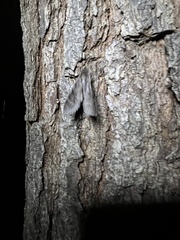 Lapara coniferarum