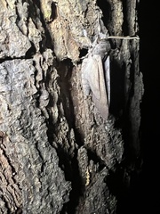 Lapara coniferarum