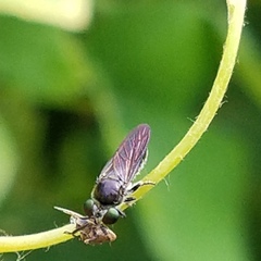 Cerotainia macrocera