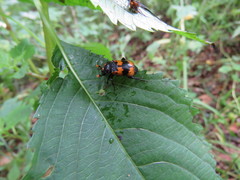 Nicrophorus quadripunctatus