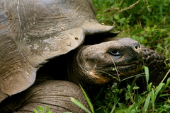 Chelonoidis niger porteri