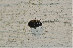 Cercyon praetextatus
