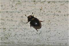 Cercyon praetextatus